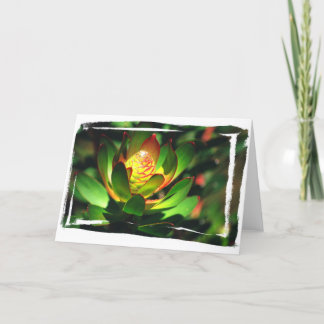 Cartão Botão do Succulent