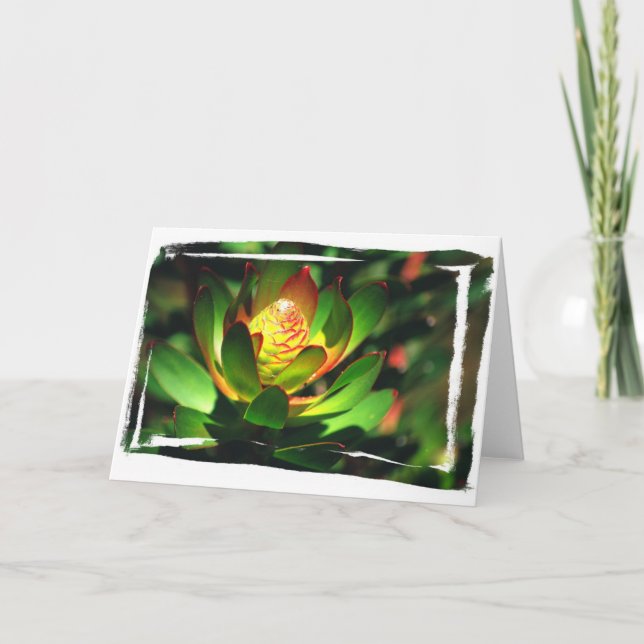 Cartão Botão do Succulent (Frente)