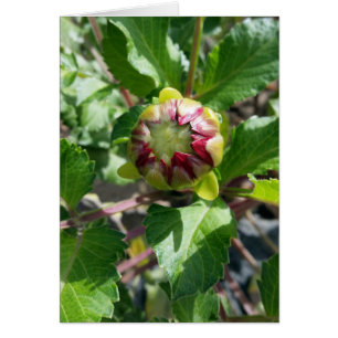 Cartão botão no outono