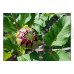 Cartão botão outono