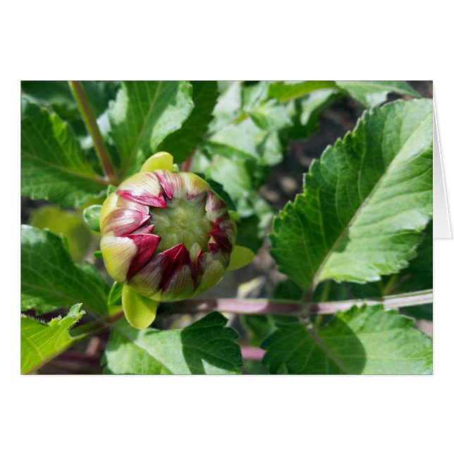 Cartão botão outono (Frente Horizontal)