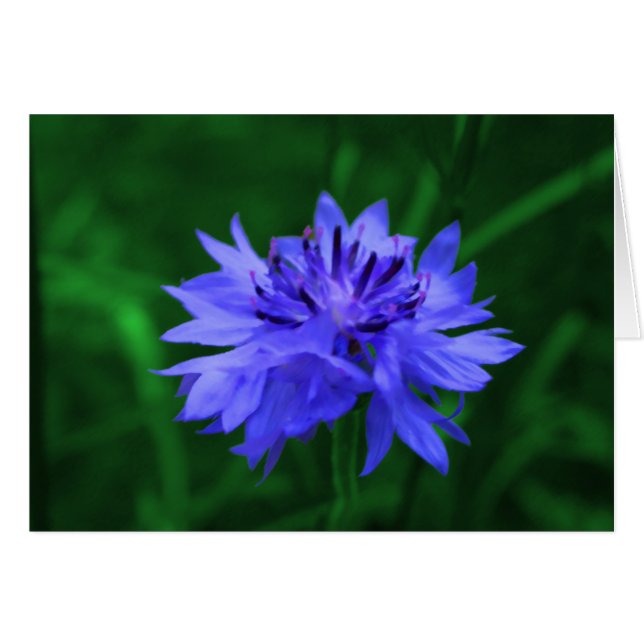 Cartão Botão solteiro (Frente Horizontal)