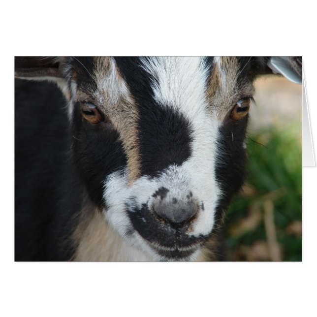 Cartão Botões (Frente Horizontal)