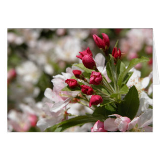 Cartão Botões de Crabapple