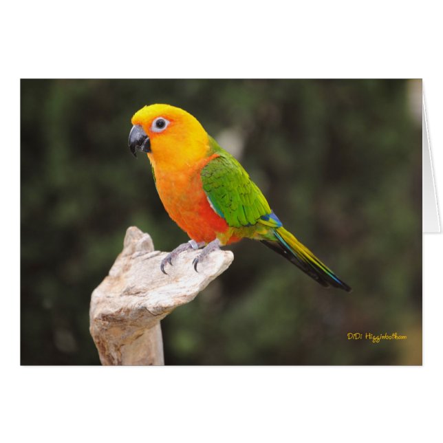 Cartão Botões I (Frente Horizontal)