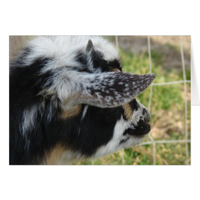 Cartão Botões olhando para fora (Frente Horizontal)