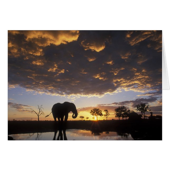 Cartão Botswana, Parque Nacional Chobe, Elefante (Frente Horizontal)