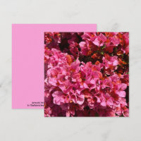 Bougainvillea Pink Tropical Vining Shrub Foto