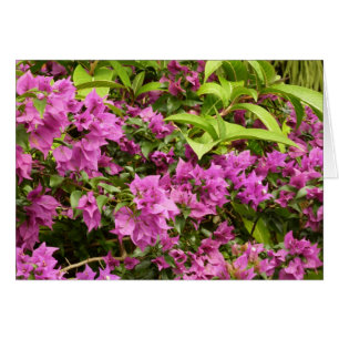 Cartão Bougainvillea púrpura tropical Floral
