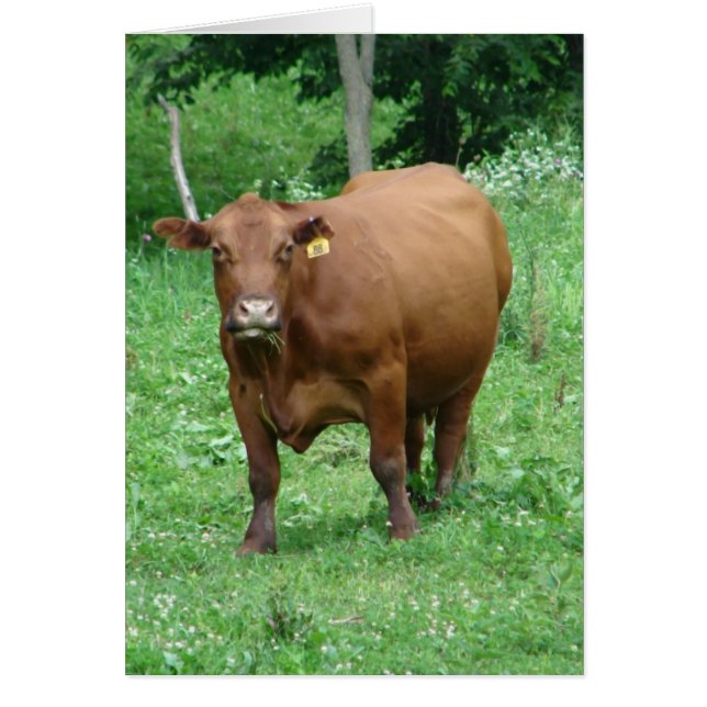 Cartão Bovine, All Occastion Vazio Greeting Card (Frente)