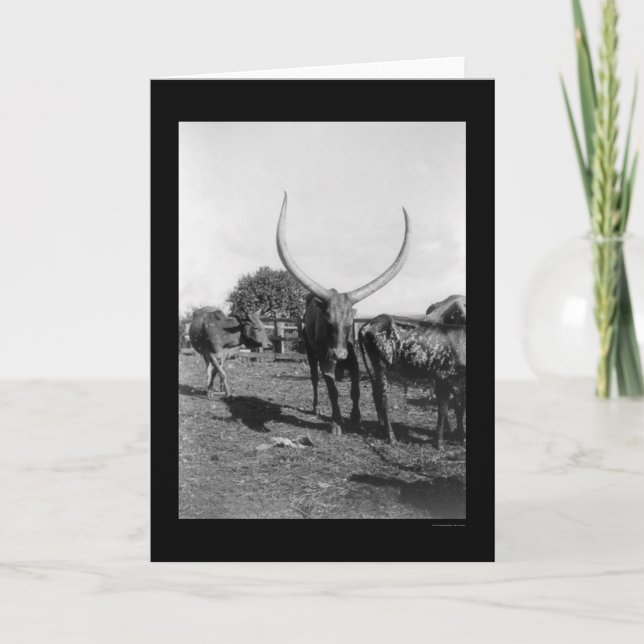 Cartão Bovinos com grandes chifres na África 1901 (Frente)