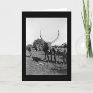 Cartão Bovinos com grandes chifres na África 1901