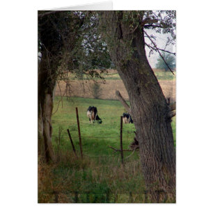 Cartão Bovinos Leiteiros Em Pastagens, Todos Vazios De Oc