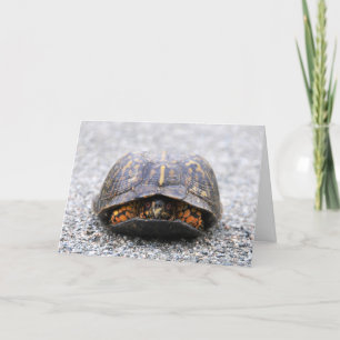 Cartão Box Turtle