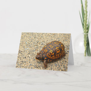 Cartão Box Turtle Encouragement