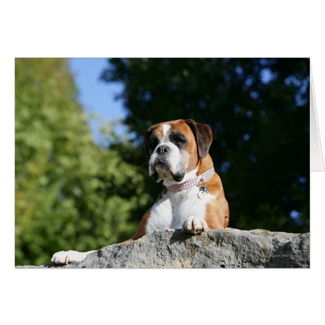 Cartão Boxer Dog Lay em um Rock (Frente Horizontal)