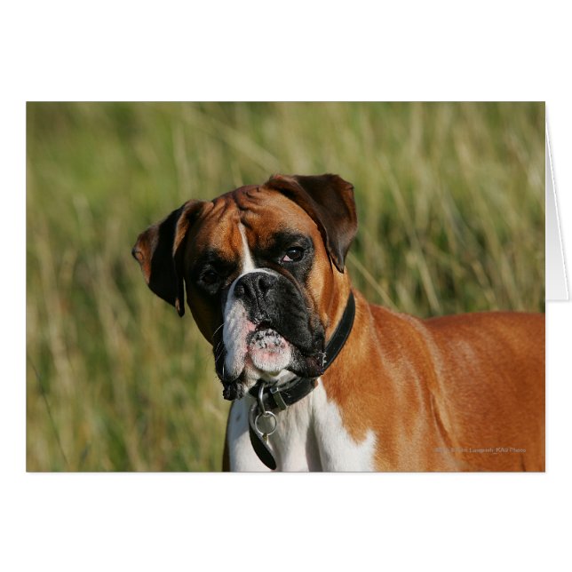 Cartão Boxer Dog Olhando para a câmera (Frente Horizontal)