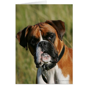 Cartão Boxer Dog Olhando para a câmera