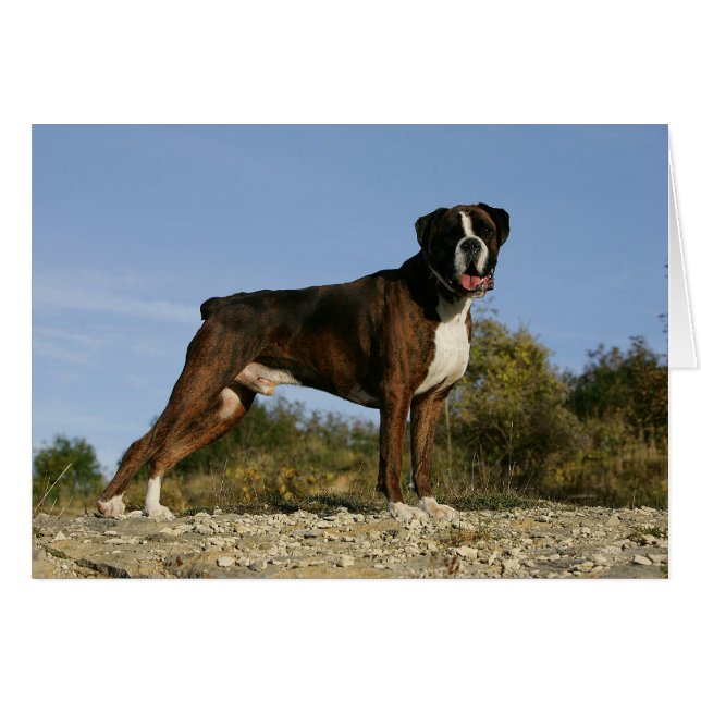 Cartão Boxer Dog Show Stance (Frente Horizontal)