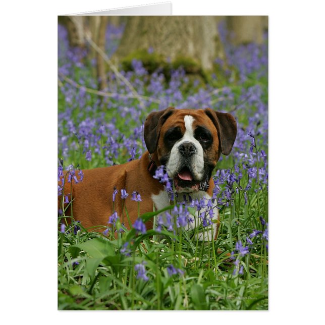 Cartão Boxer Lay in Bluebells (Frente)