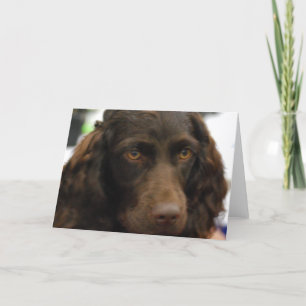 Cartão Boykin Spaniel  Greeting Cards