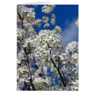 Cartão Bradford Pear Blooms
