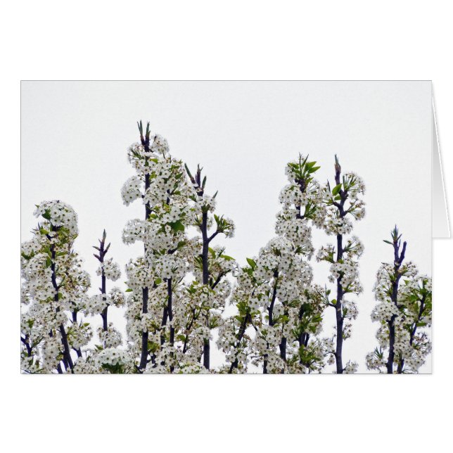 Cartão Bradford Pear Blossoms (Frente Horizontal)