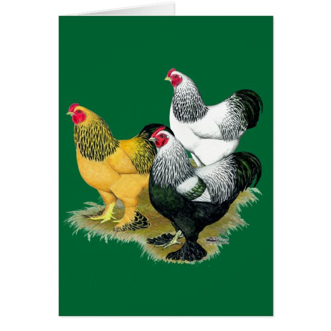 Cartão Brahmas três galos (Frente)