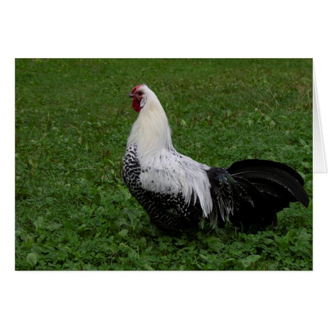 Cartão Brakel Hahn (Frente Horizontal)