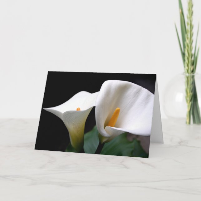 Cartão branco da flor do lírio de Calla (Frente)