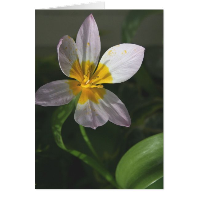 Cartão branco da tulipa (Frente)