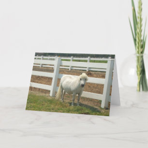 Cartão branco de miniatura de cavalo