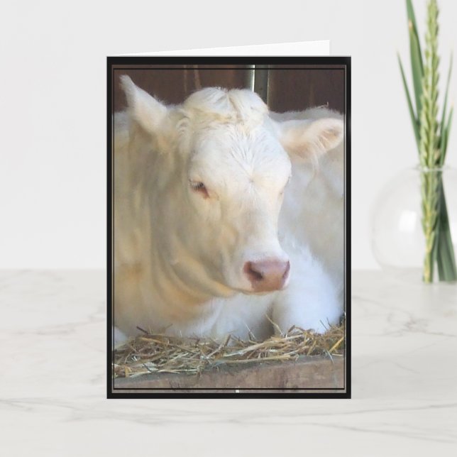 Cartão branco de vaca (Frente)