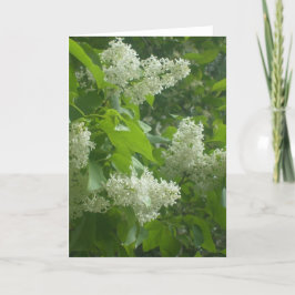 Cartão branco do Lilac