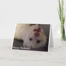 Cartão branco, engraçado do feliz aniversario do