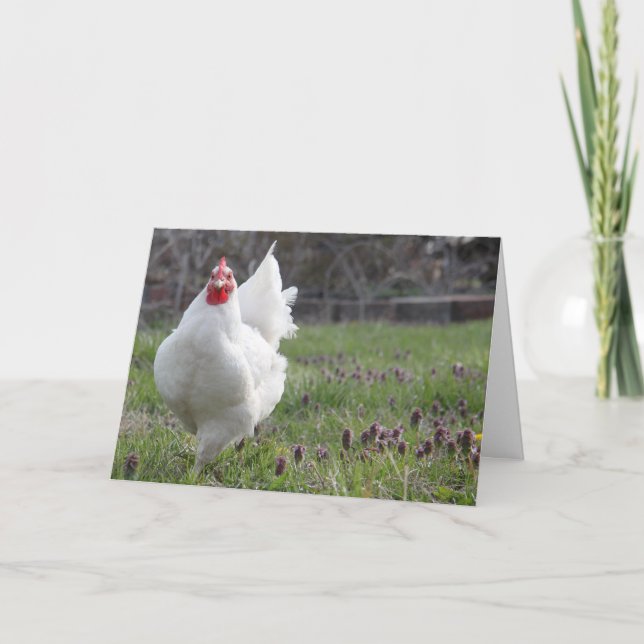 Cartão branco gordo da galinha (Frente)