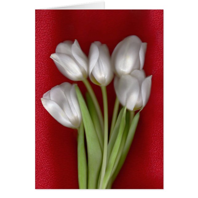 Cartão Branco no vermelho (Frente)