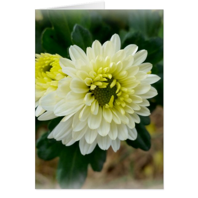 Cartão branco quente do outono (Frente)