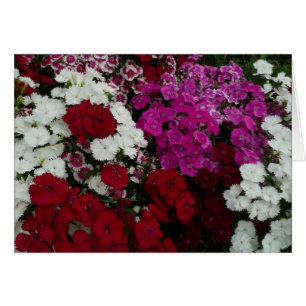 Cartão Branco, Rosa e Vermelho Dianthus Floral