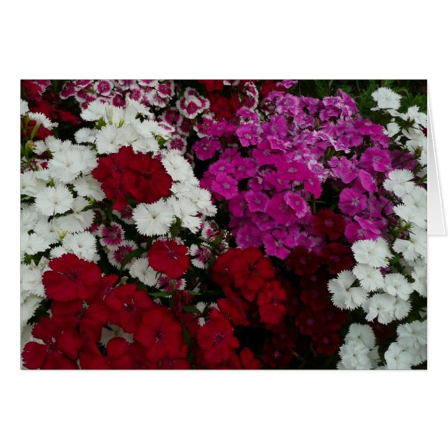 Cartão Branco, Rosa e Vermelho Dianthus Floral (Frente Horizontal)