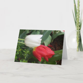 cartão branco vermelho da tulipa