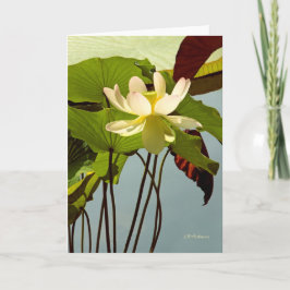 Cartão Branco waterlily