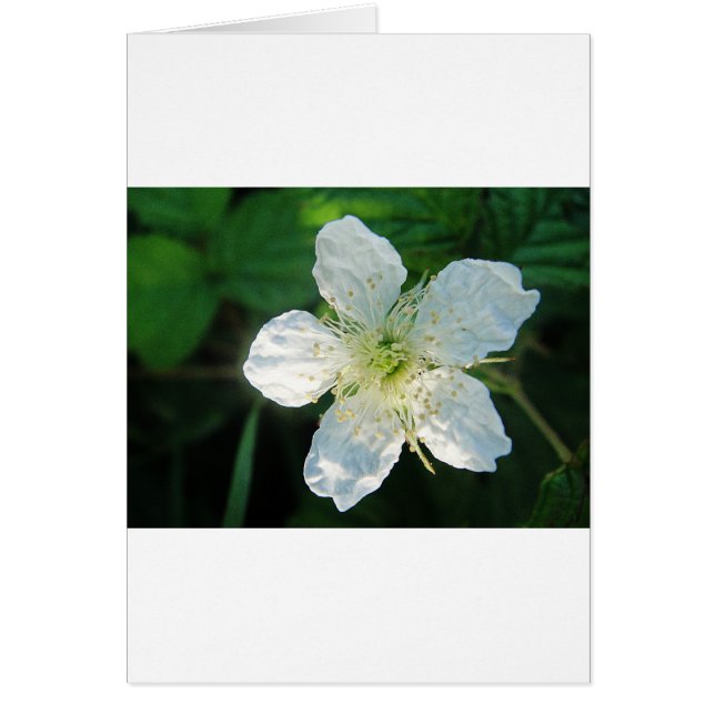 Cartão Branquea Brombeerblüte (Frente)