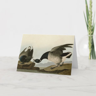 Cartão Brant Goose (Brant) das Aves de Audubon da América