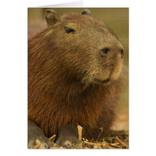 Cartão Brasil, Pantanal, Matto Grosso. Capivara