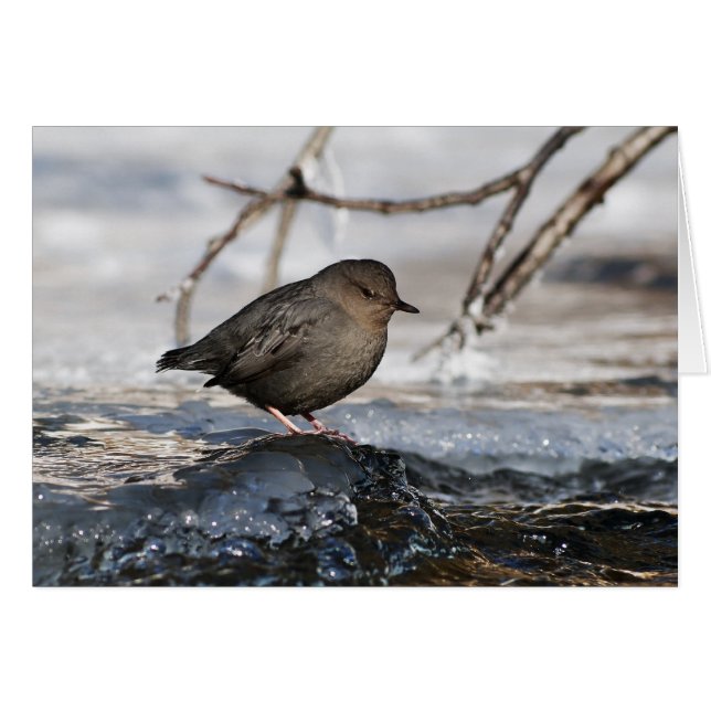 Cartão Brave American Dipper (Frente horizontal)