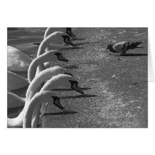 Cartão Brave Pigeon