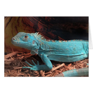 Cartão Bright Aqua Blue Iguana