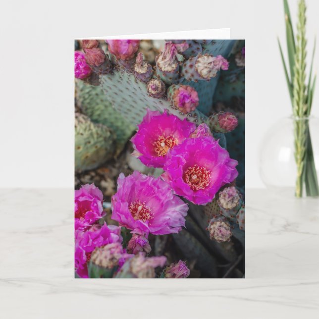 Cartão Bright Fuchsia Cactus Flowers | Desert Spring (Frente)