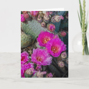 Cartão Bright Fuchsia Cactus Flowers Desert Spring